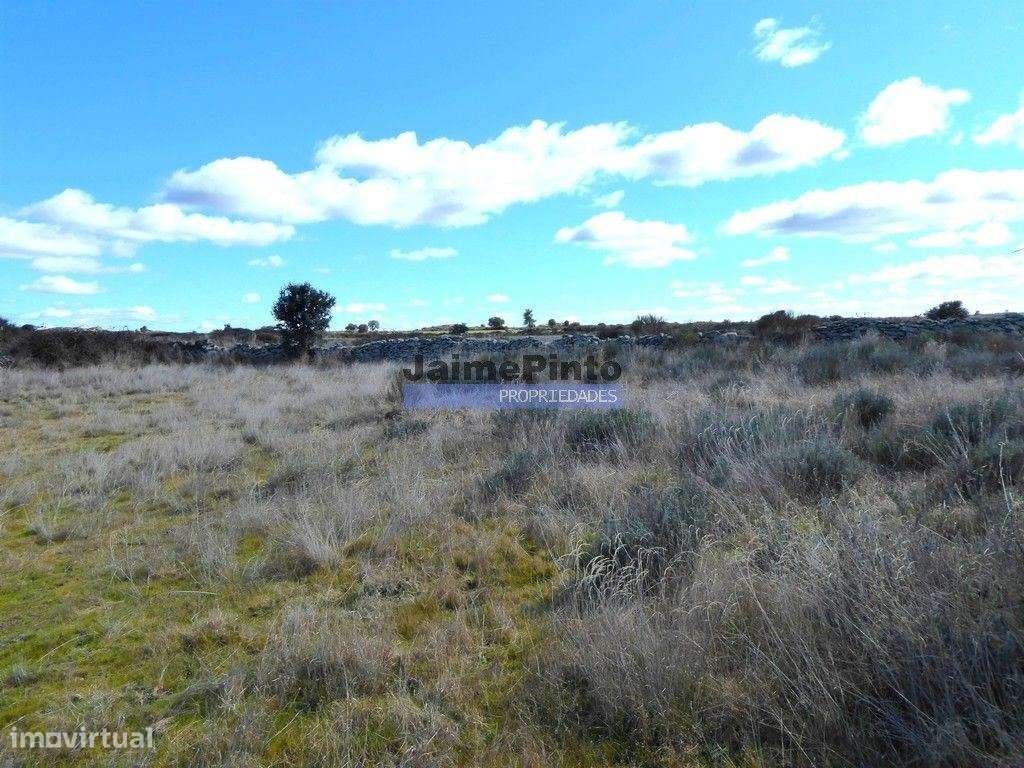 Terreno rústico 32,5ha p/ plantações novas. Portugal, Guarda, Figue... - Grande imagem: 4/6