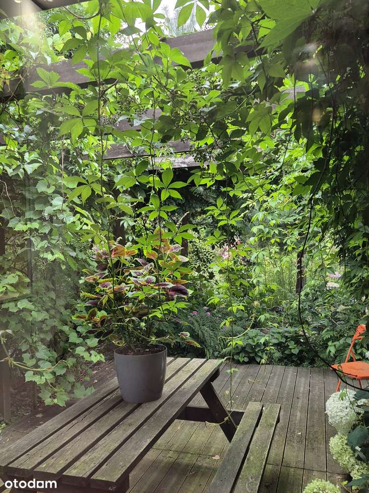 Klimatyczna dawna leśniczówka z pięknym ogrodem w stylu angielskim - Pełny obrazek: 5/13