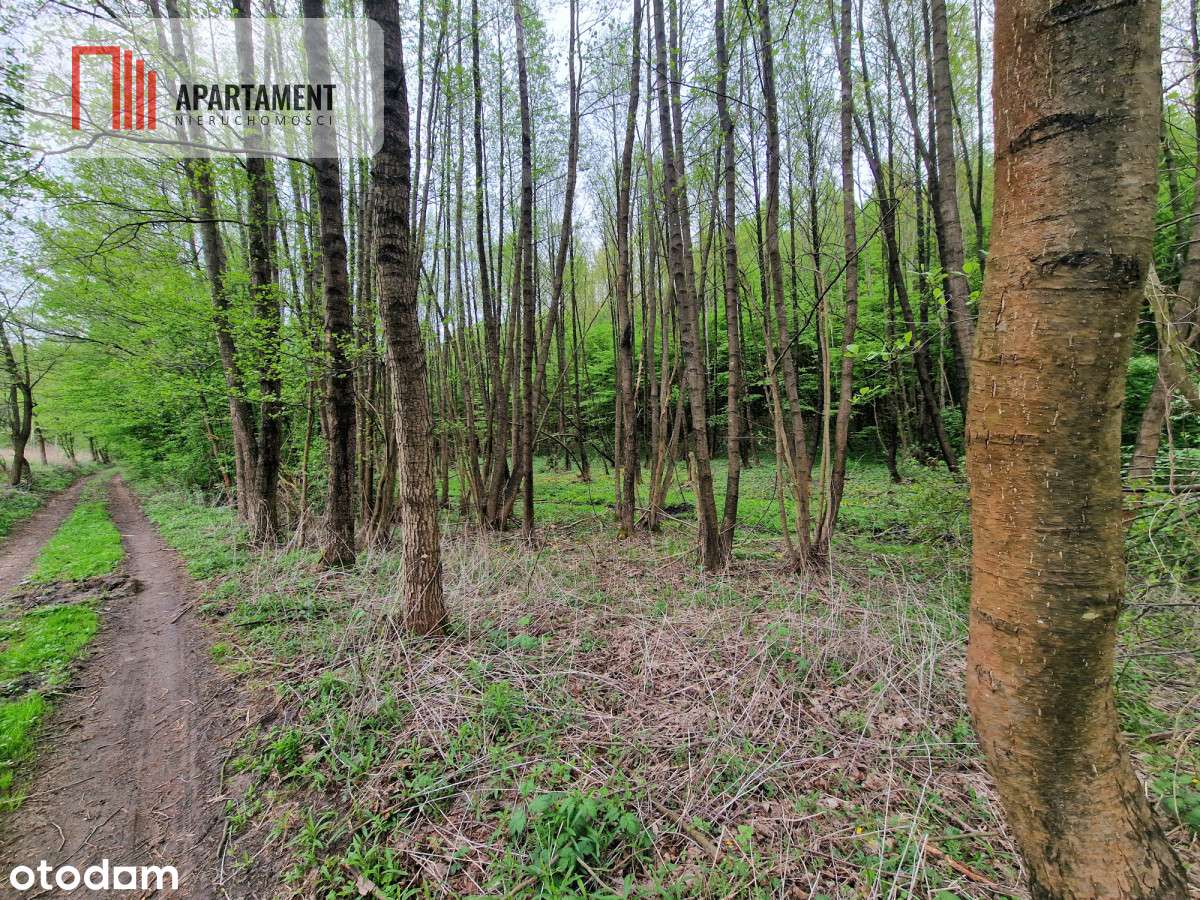 Gospodarstwo w głuszy! Las! Rzeka! - Pełny obrazek: 2/9