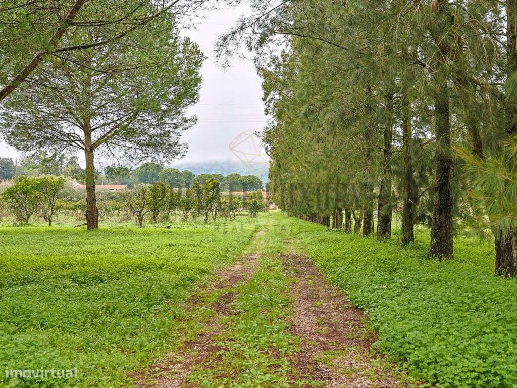 Charmosa Quinta setecentista, Setúbal - Grande imagem: 4/49