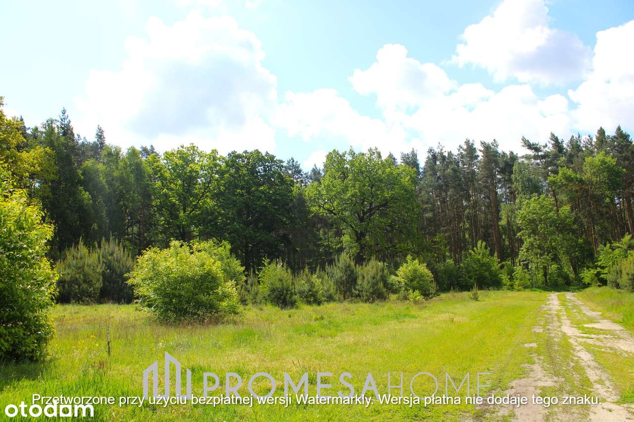 Sulęcinek piękne działki leśne 60zł/m2 !!! - Pełny obrazek: 4/5