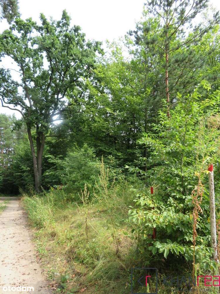 Malownicza działka leśna w Sobikowie - Pełny obrazek: 4/5