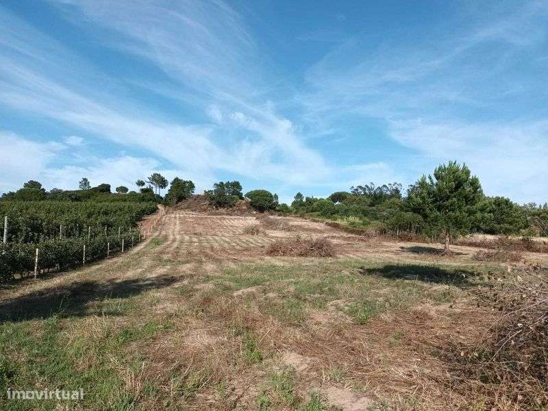 Terreno em Óbidos - 2.4 ha - Outras áreas agrícolas - Grande imagem: 5/5