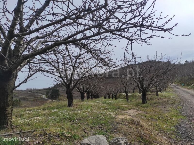 Quinta / Fundão, Aldeia Nova