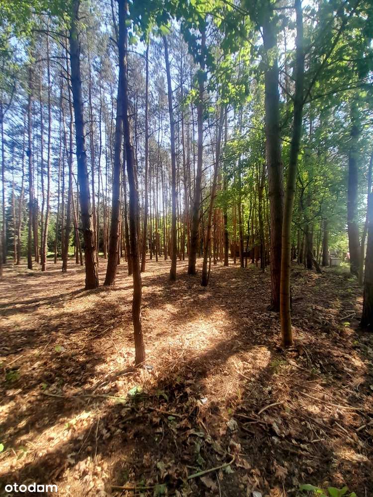 Działka budowlana 2319 mkw Konstancin/Czarnów Las!-1