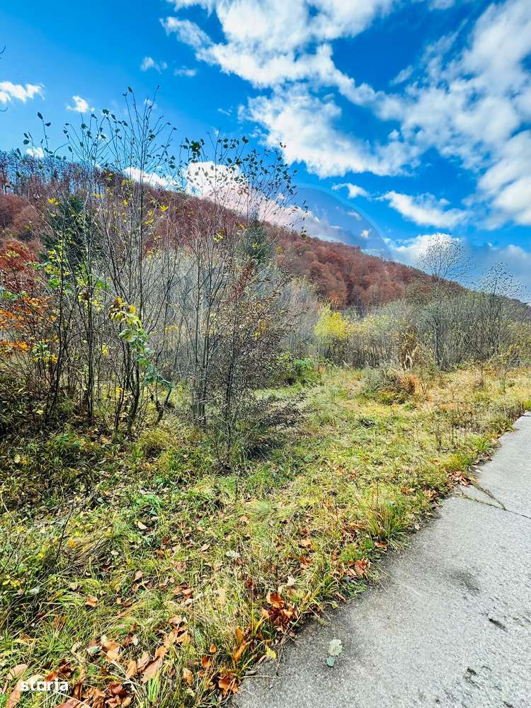 Teren 4,877mp Mara / Strada Principala - Imagine principală: 4/8