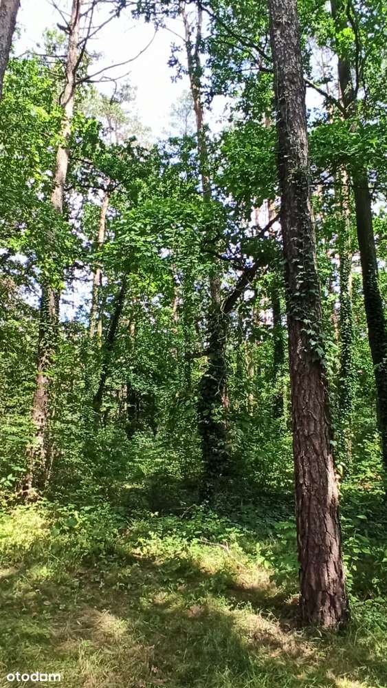 Zalesie Górne - działka mieszkaniowo usługowa z dorodnym starodrzewem-5