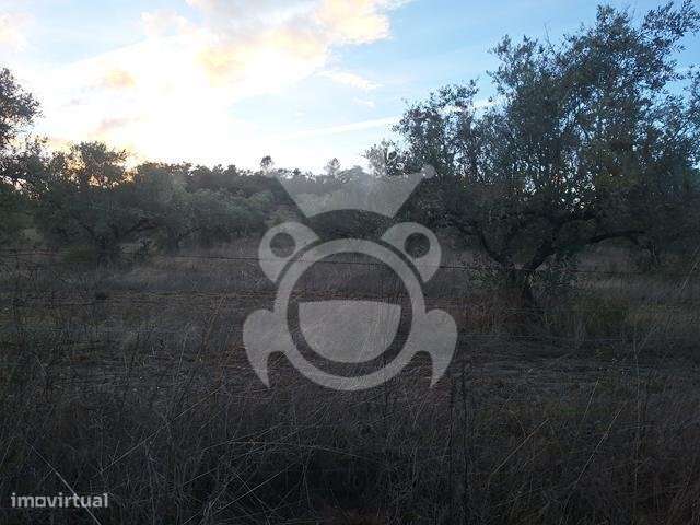 Terreno de 6,1 ha com Ruína-10