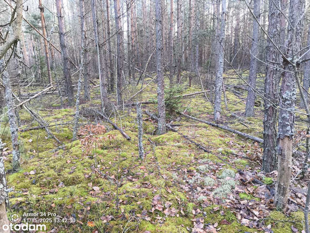 Leśniczówka Unikalne niespotykane miejsce w Europie  w Puszczy Białow.-7