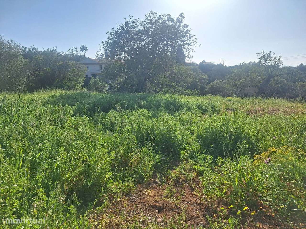 Terreno nos arredores de São Brás de Alportel-11
