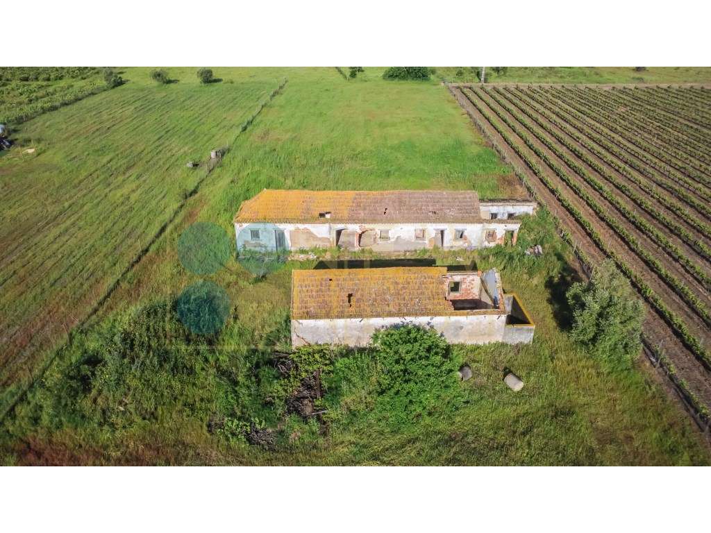 Quintinha com 6.688m ² e ruína para reconstrução | Arraiados, Pinha...-16