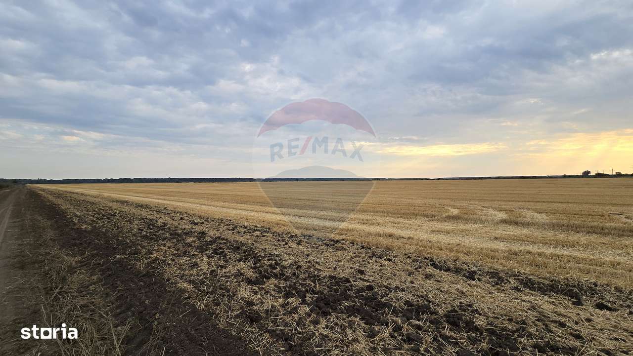 Teren intravilan Buftea, langa Padurea Mocanului - Imagine principală: 3/5