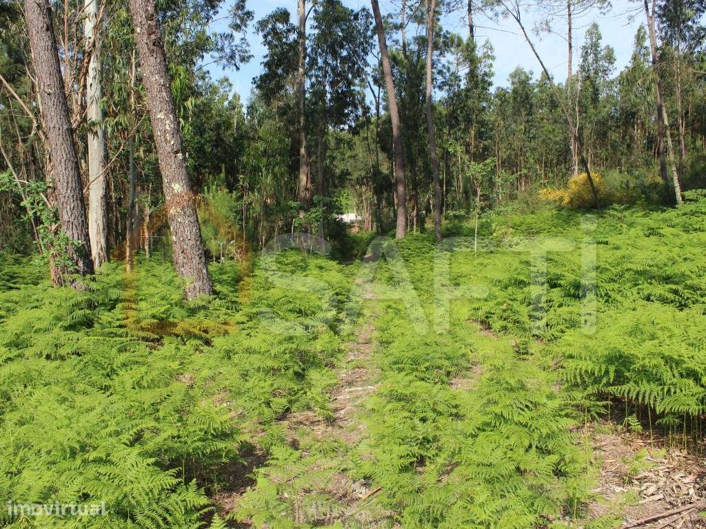 Terreno construtivo - Grande imagem: 5/12