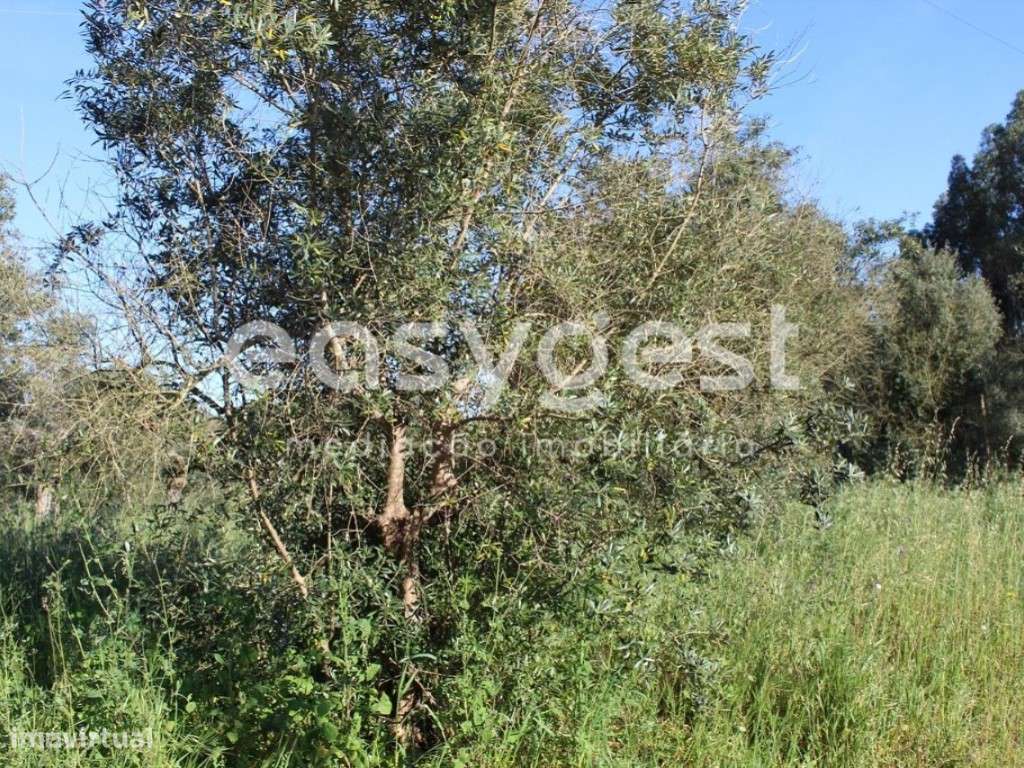 Terrenos com 10720 m2 na localidade Grou freguesia da Asseiceira - Grande imagem: 5/16