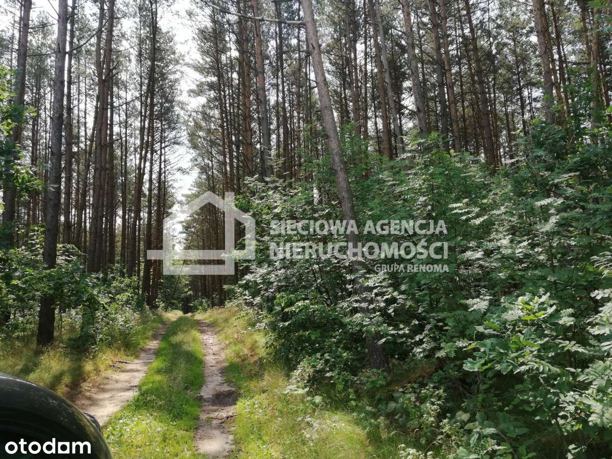 Działka na leśnej polanie Oaza Ciszy spokój 6400m - Pełny obrazek: 3/4