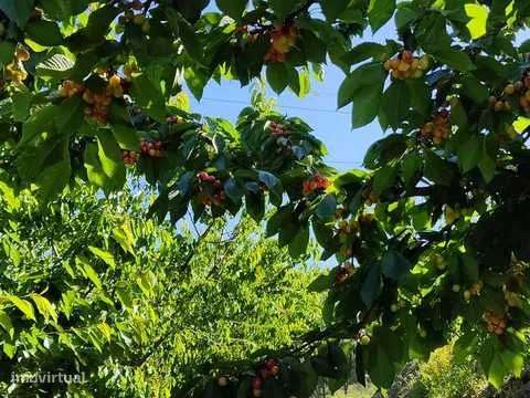 Vendo Pomar-terreno 5.000 m2 - Grande imagem: 5/6