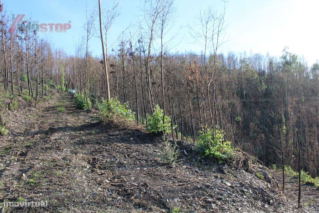 Terreno Rústico bem localizado em Canelas - Arouca - Grande imagem: 4/8