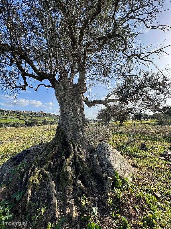 Terreno  para venda-6