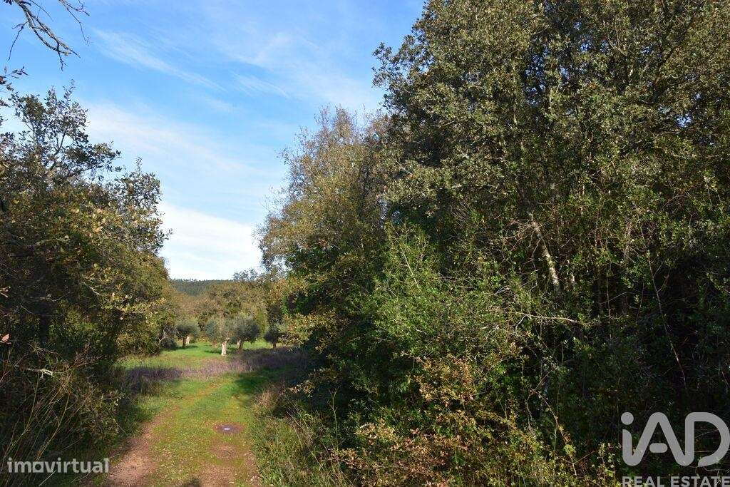 Terreno em Areias e Pias de 3400,00 m2 - Grande imagem: 5/17