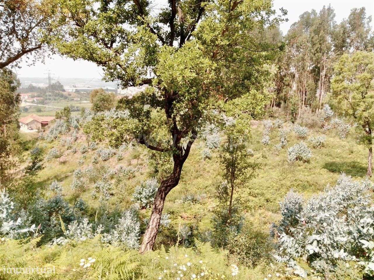 Terreno para construção em Rebordosa - Paredes - Grande imagem: 5/6