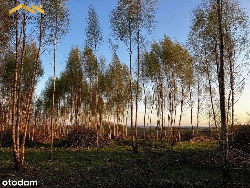 Dawidy – duża działka 0,5306 ha (WZ) - Pełny obrazek: 5/19