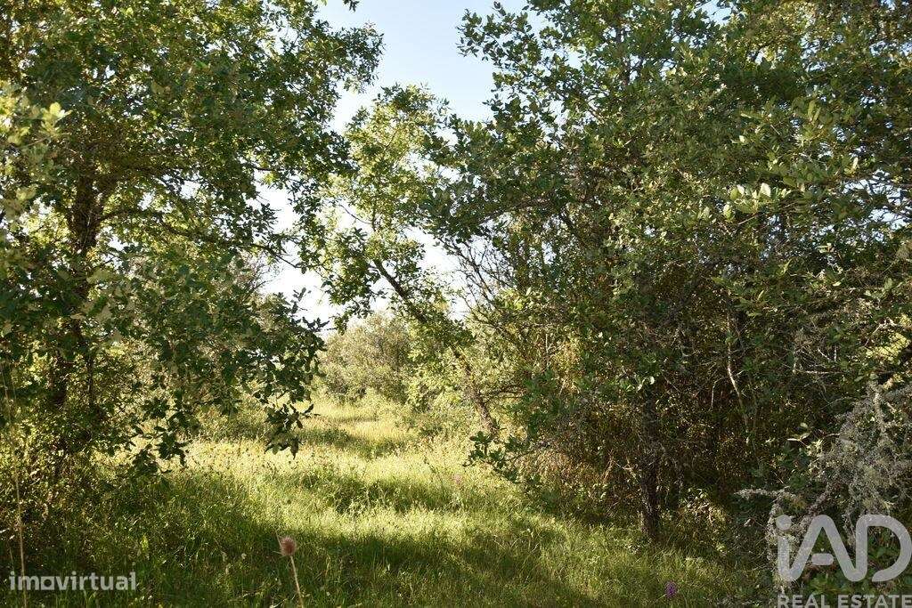 Terreno em Areias e Pias de 5960,00 m2 - Grande imagem: 2/29