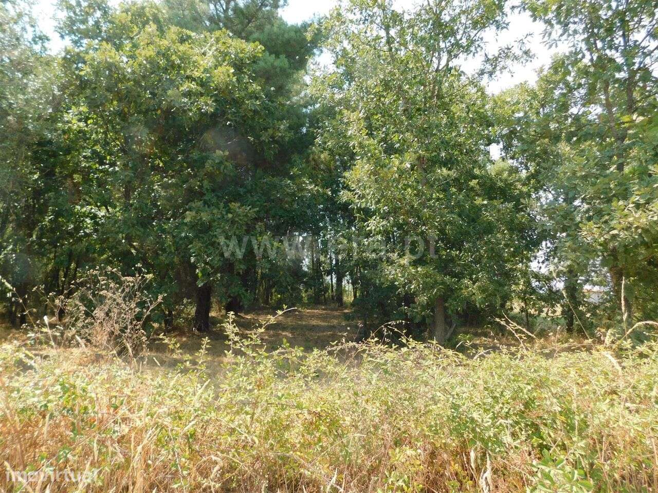 Terreno com ruina / Fundão, Fundão - Grande imagem: 2/12