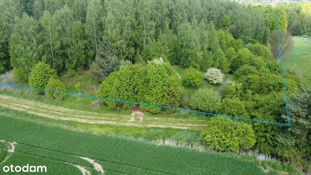 Działka 2,15 ha z potencjałem koło Nałęczowa. - Pełny obrazek: 5/20