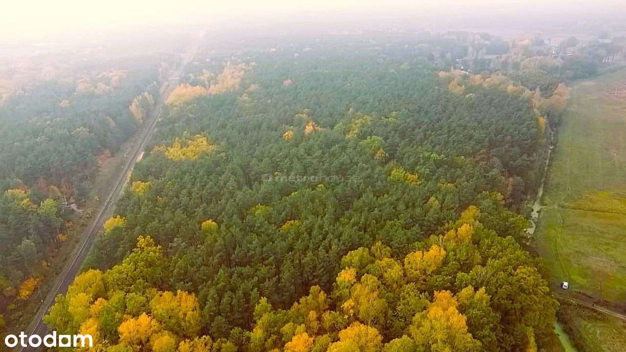 Duża działka leśna- Twoje miejsce w sercu natury! - Pełny obrazek: 4/5