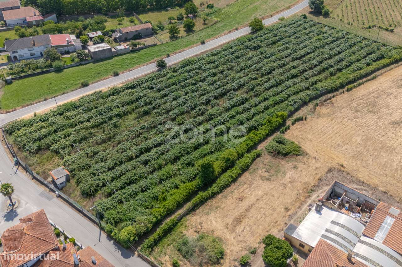 Terreno Terreno Urbanizável com Pomar Kiwis e Poço – Paredes do Bai... - Grande imagem: 5/22