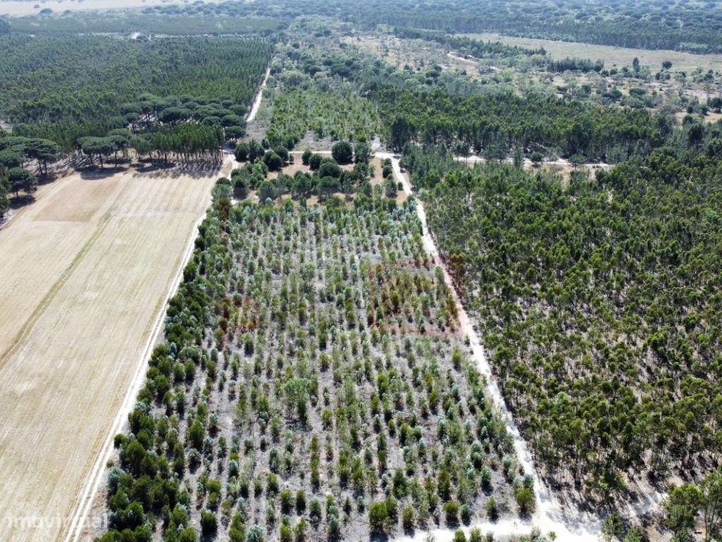 TERRENO DE 9HA COM VIABILIDADE PARA 16 FOGOS - TAIPADAS - Grande imagem: 4/6