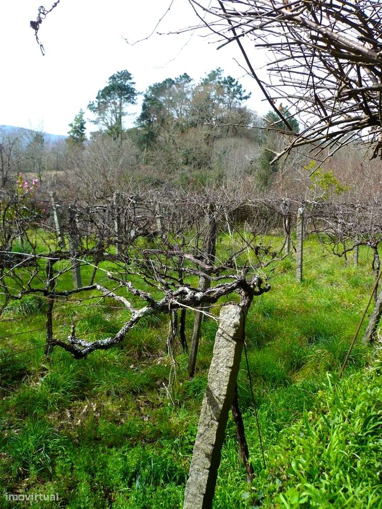 Quinta Minhota em Covas: Pedra, Água de Mina e Vistas Infinitas-28
