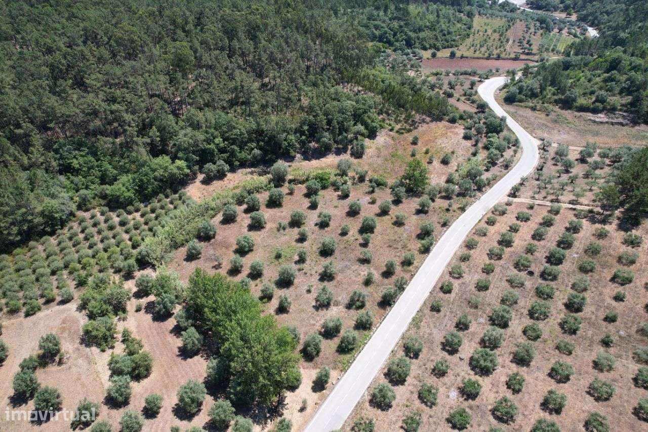 Terreno com oliveiras - Grande imagem: 1/14