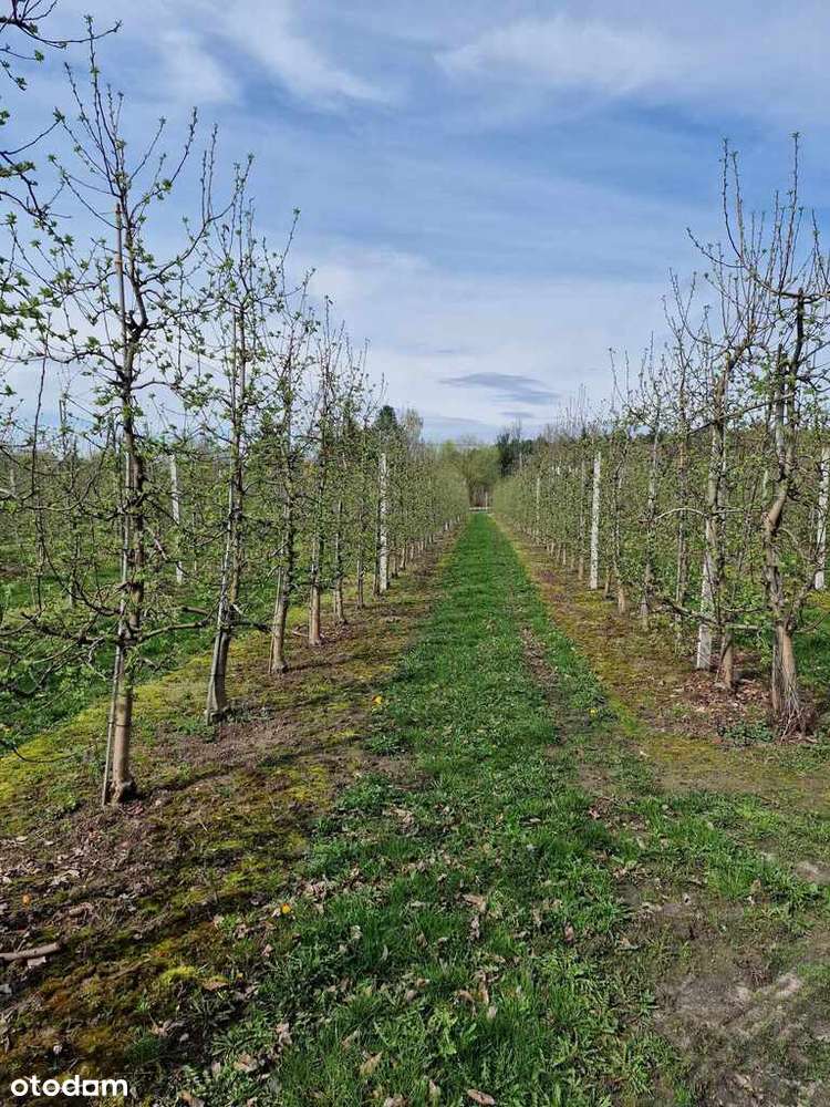 Działka usługowa 5100 m² – Doskonała lokalizacja-9