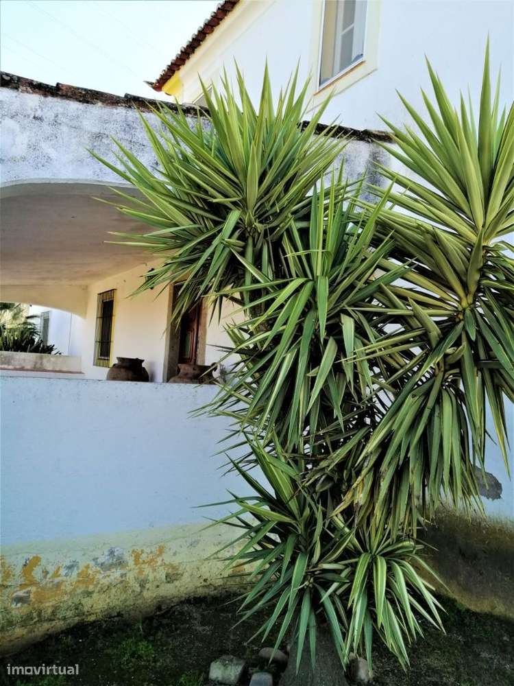 Quinta em Évora com 2,25 ha vocacionada para o mundo equestre-17