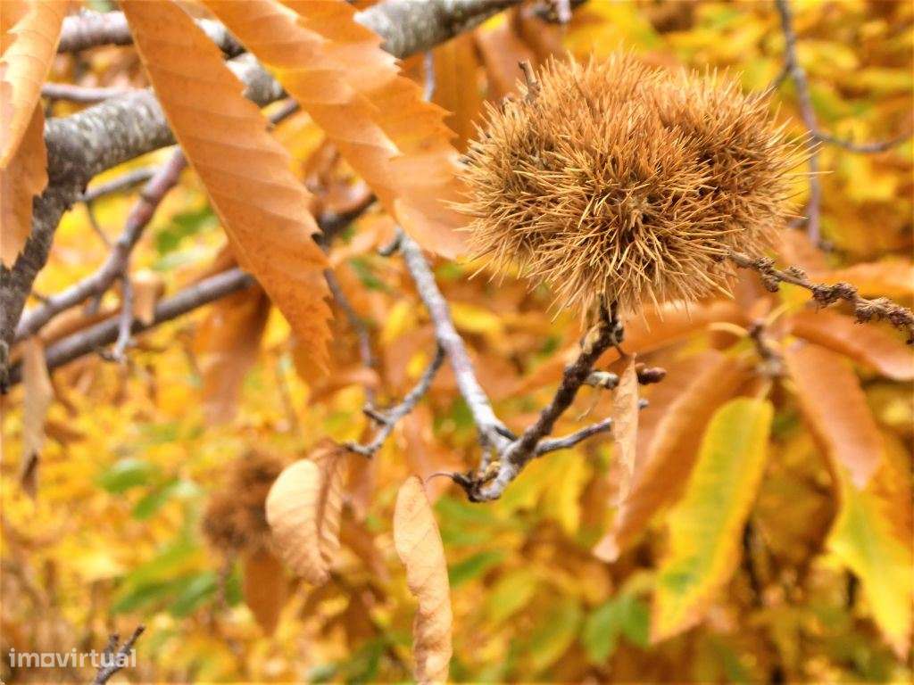 160HA com castanheiros, caça e pastos. Portugal, Bragança. - Grande imagem: 4/7