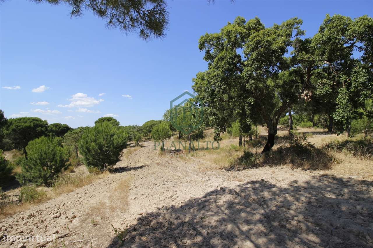 Terreno Rústico  Venda em Mora,Mora - Grande imagem: 5/24