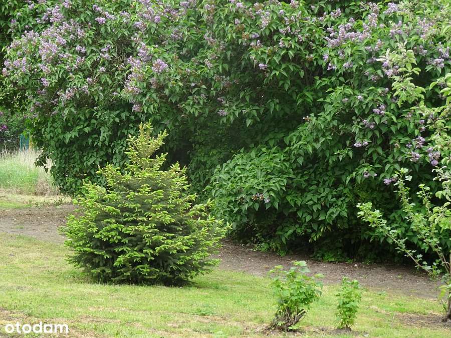 Trzebnica , 100m2 , 3 pokoje , 1 łazi, GARAŻ OGRÓD-16