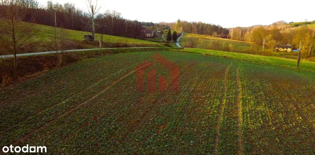 83ar wolności Wz w trakcie Las Dojazd asfaltem - Pełny obrazek: 5/5