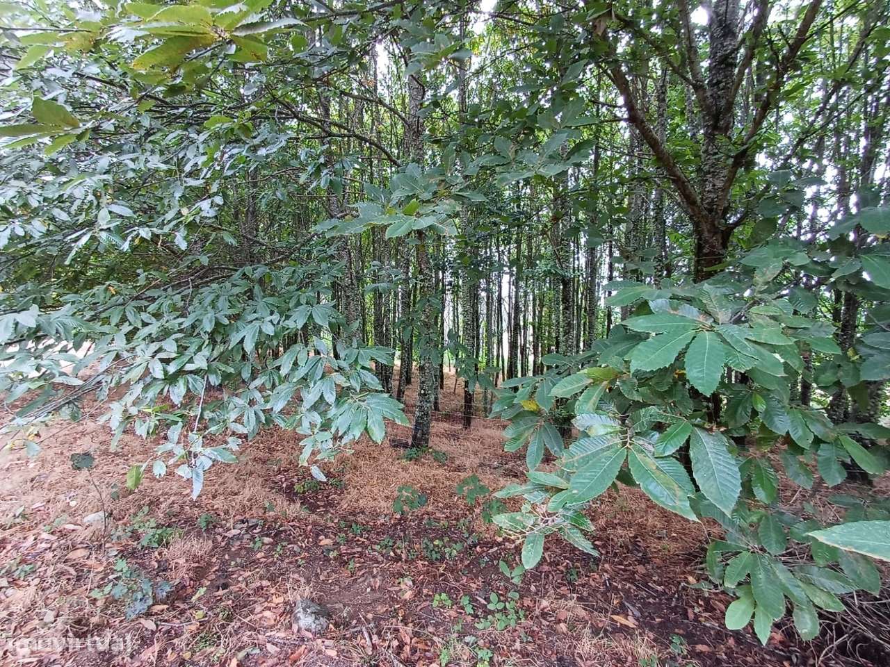 Duas habitações em 18 hectares-8
