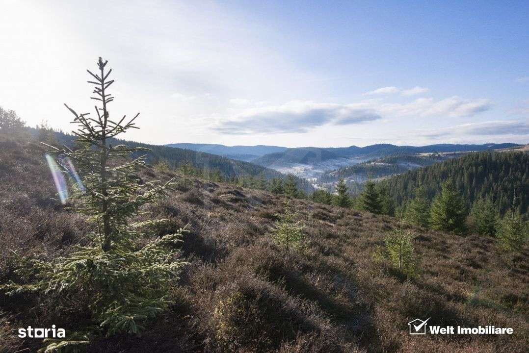 Se vinde teren cat un munte in Apuseni - Poiana Horea-2
