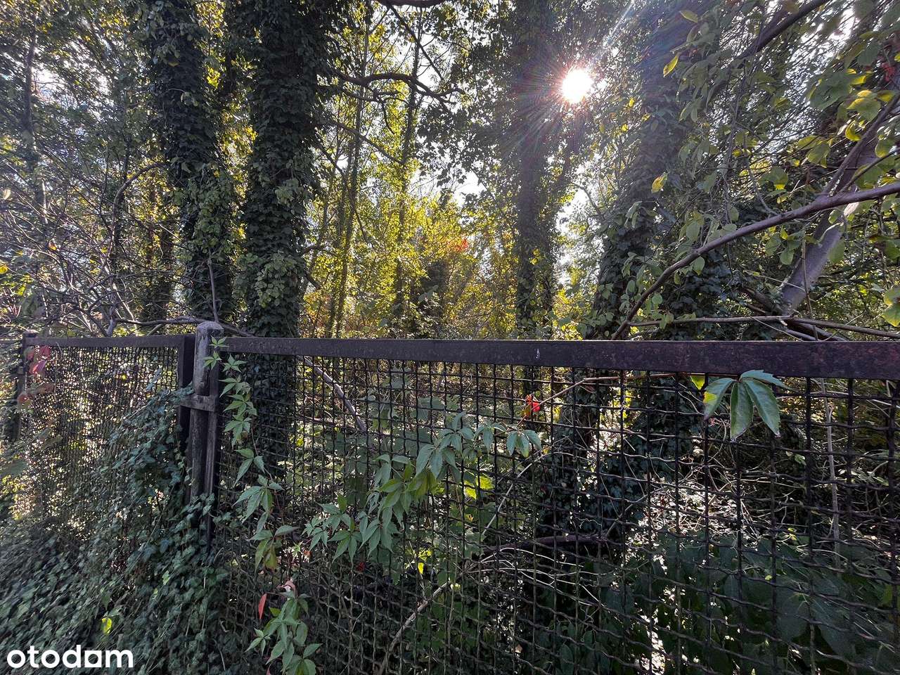 Działka 2376 m² z MPZP – Międzyborów media.-9