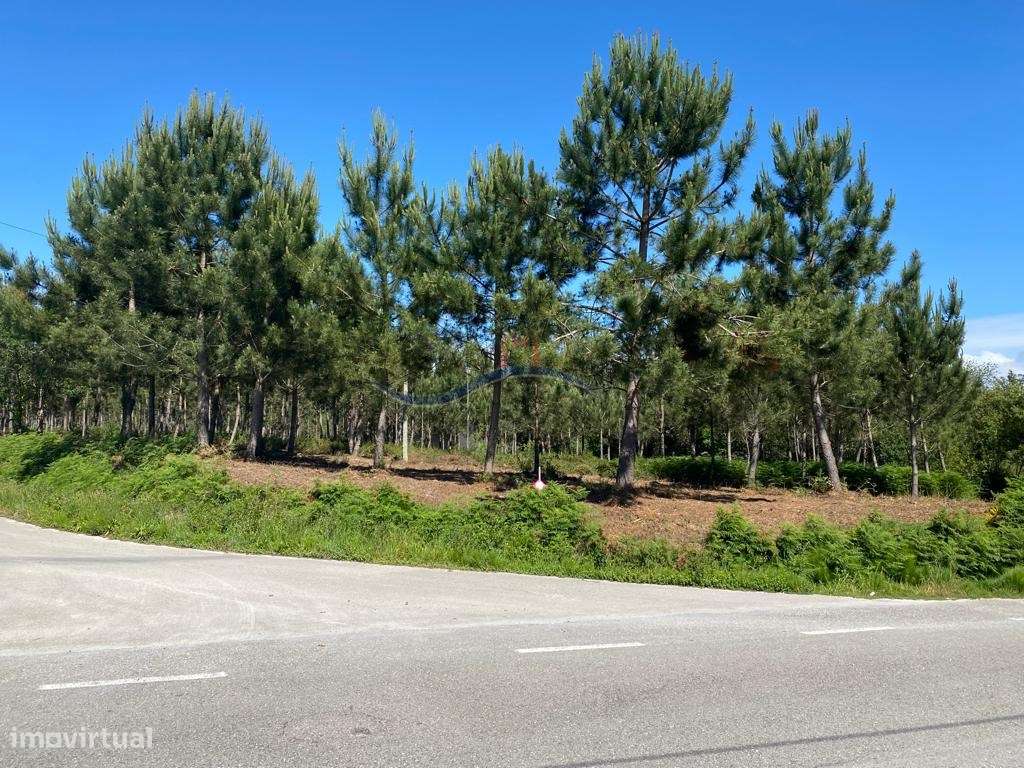 Terreno - Monte Real. - Grande imagem: 5/21