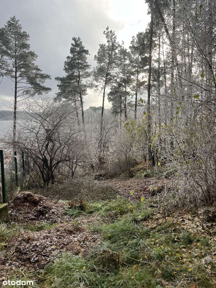 Działka z linią brzegową / Sudomie / jezioro / Kaszuby  sudomie - Pełny obrazek: 4/9