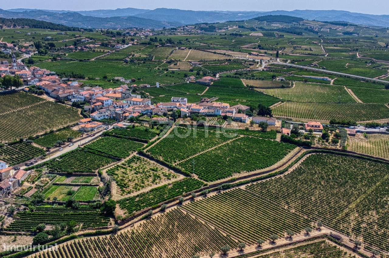 Moradia c/9 divisões, vinha e armazém em Lugar de São Gonçalo, Fava...-40