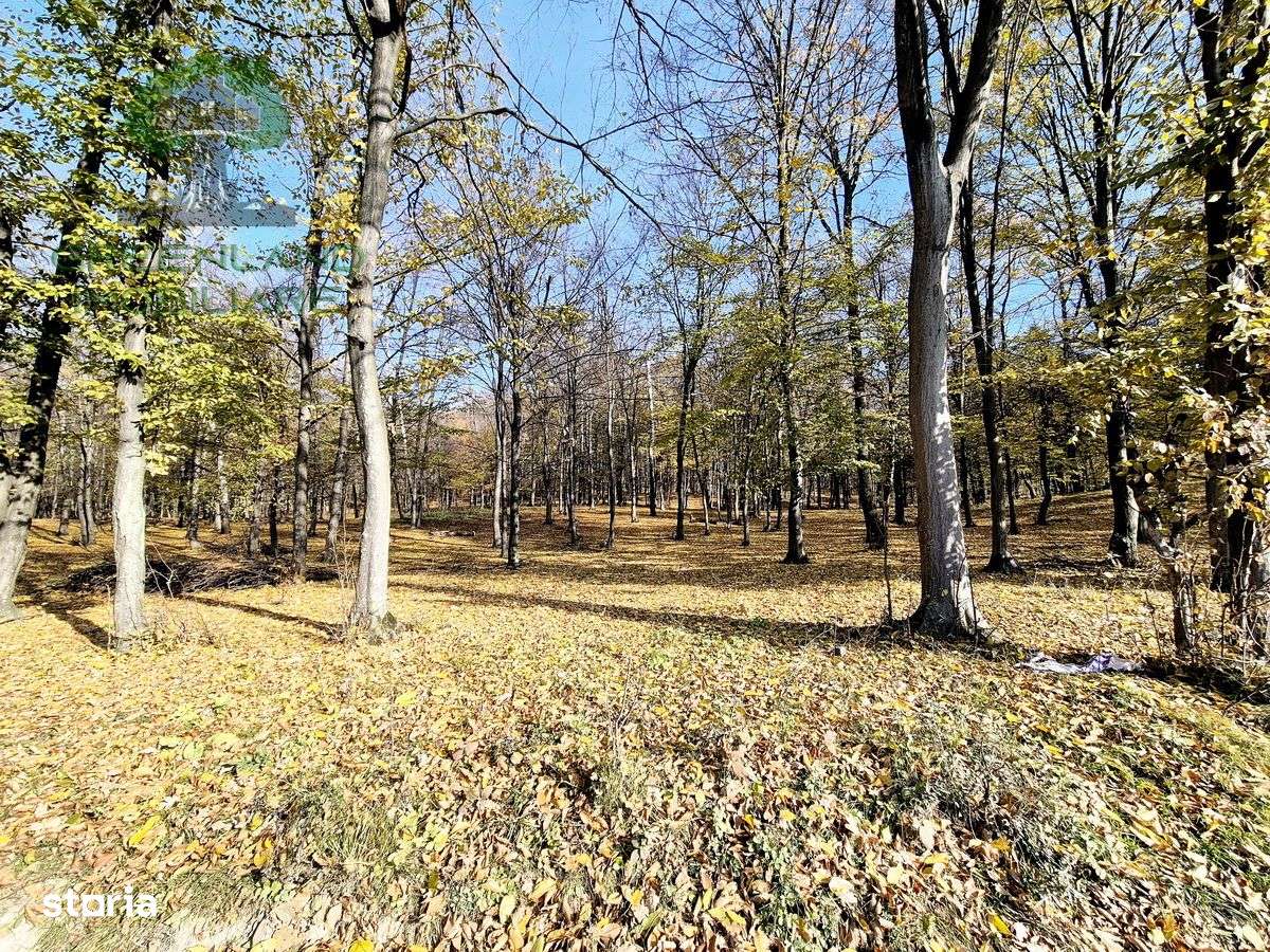 TEREN cu PADURE, 10.000mp, zona BARNOVA, langa Hamak - Imagine principală: 5/8