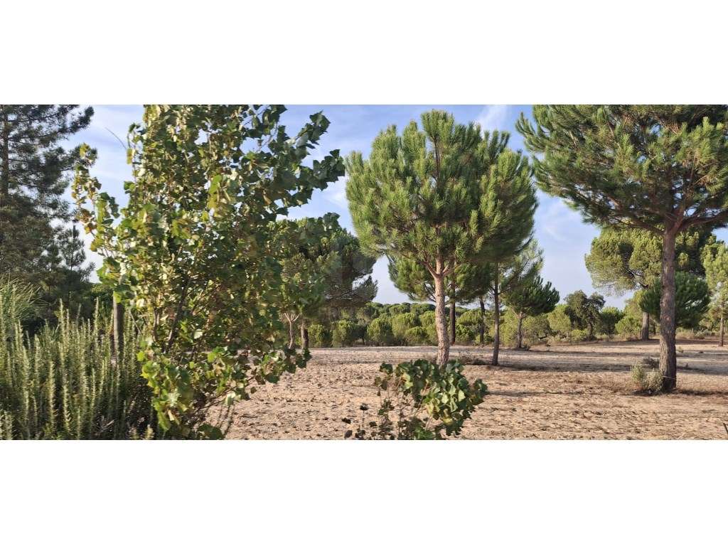 Luxuosa propriedade entre Grândola e Comporta, com 24 hectares-11