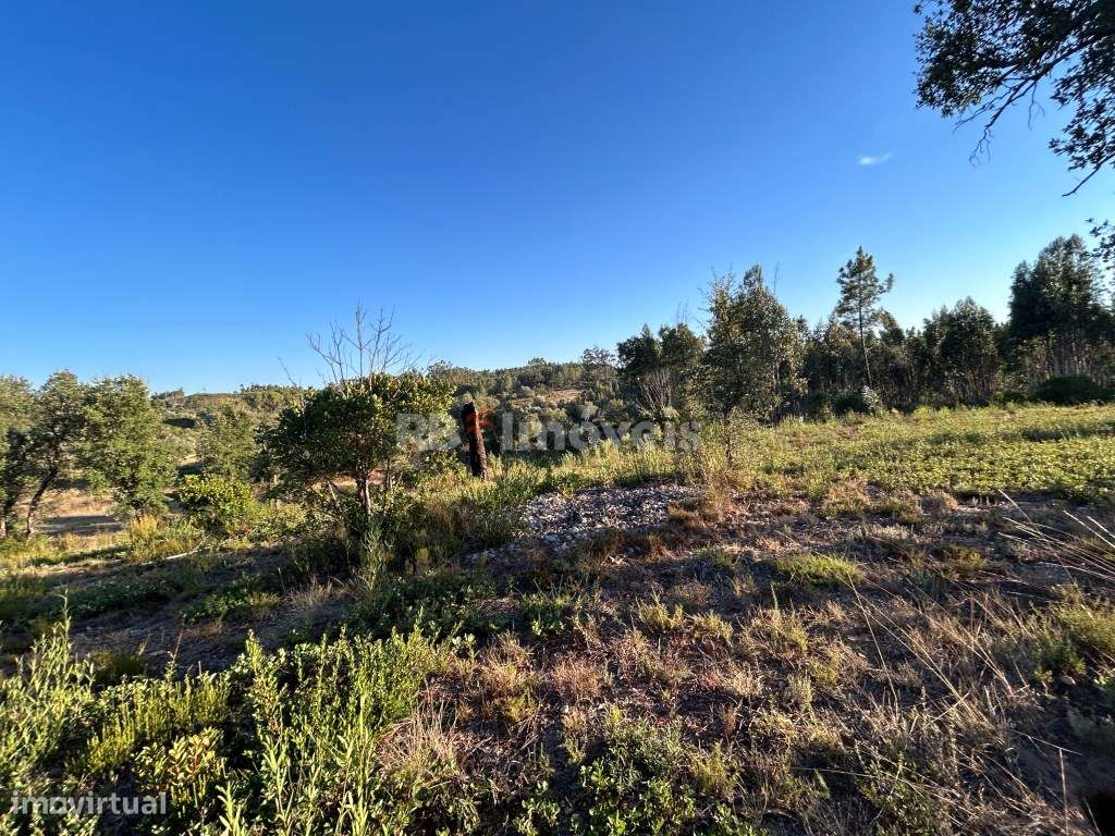 Terreno rústico com mais de 1hectare e várias árvores - Agroal, Tomar - Grande imagem: 4/15
