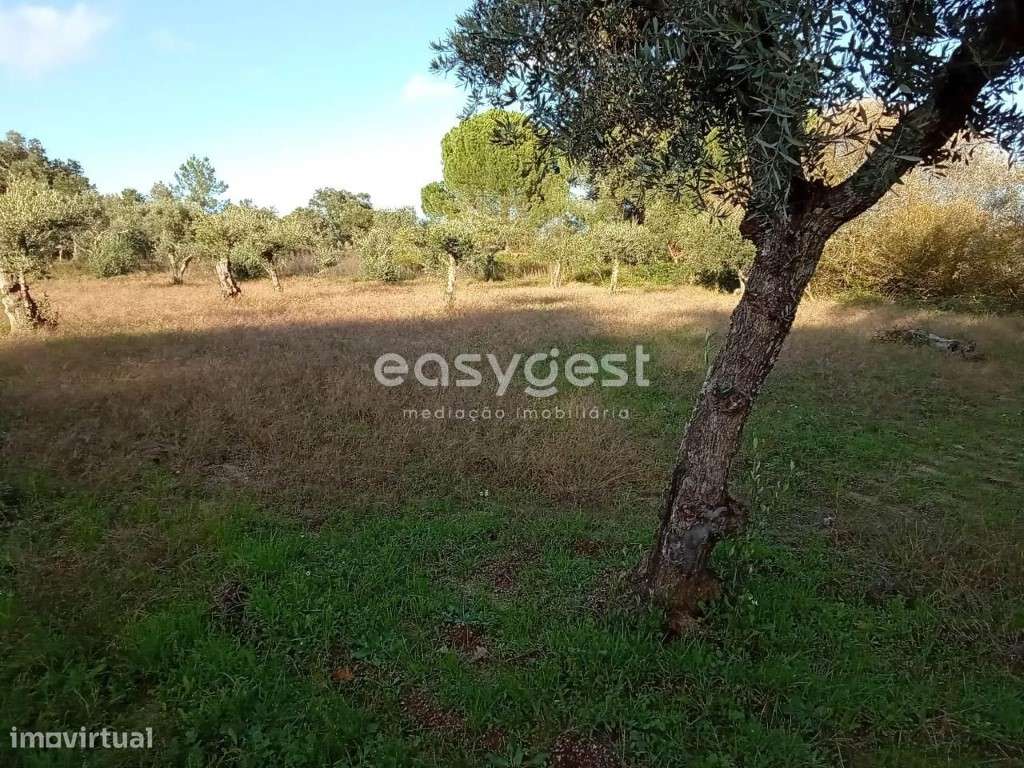 Terreno Rústico excelente localização na aldeia de Póvoa Rio Moinhos - Grande imagem: 3/15