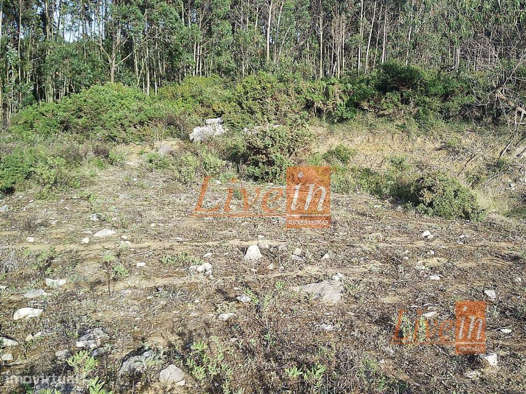 Terreno Rústico com 5240 m² na Lourinhã - Grande imagem: 4/15